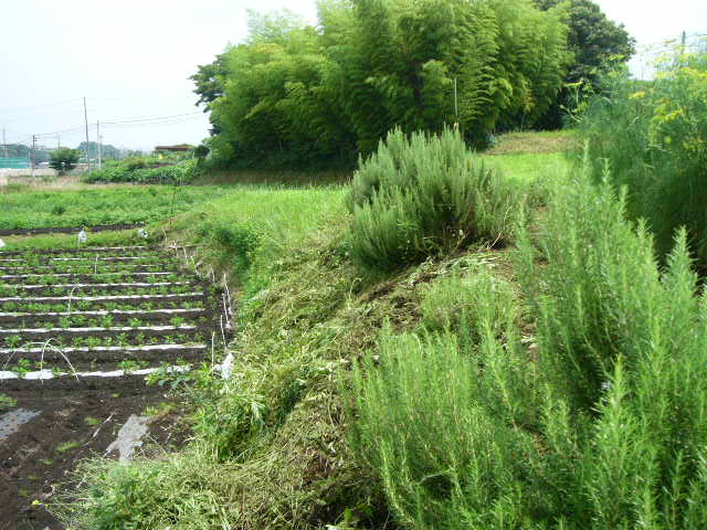 崖の草刈りと・・都内のレストランに野菜を箱詰め_c0222448_17484812.jpg
