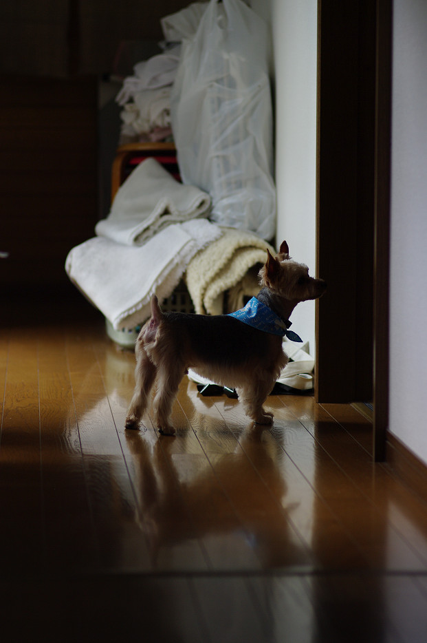 リキ、散髪!!_f0152550_1913861.jpg