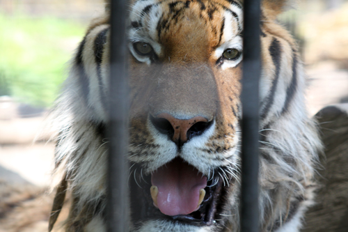 北海道を行く・おびひろ動物園　その1_c0103558_825518.jpg