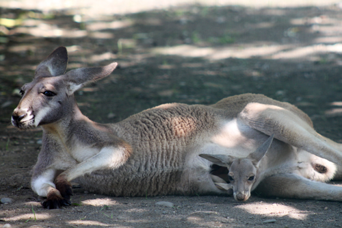 北海道を行く・おびひろ動物園　その1_c0103558_8294353.jpg