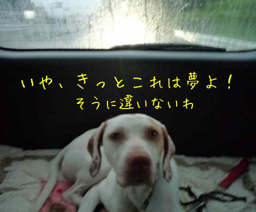 保護犬：エリカ様がいらっしゃいました_f0177261_117229.jpg