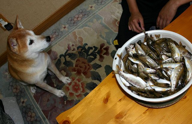 やまべとボク 生臭いの苦手です 柴犬たぬ吉のお部屋