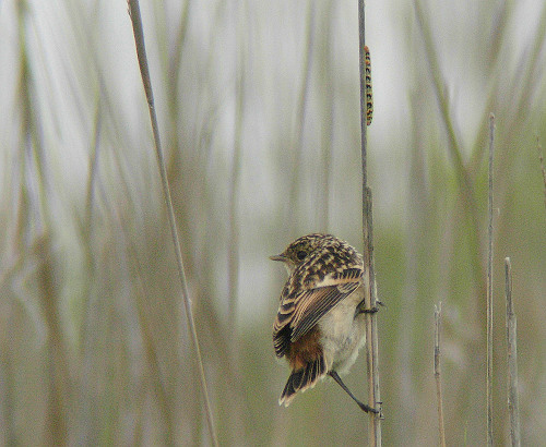 幼鳥　そのⅡ_c0011365_16371992.jpg