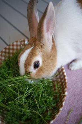 みみちゃん～写真が楽しいでちゅ！～_e0166066_14512637.jpg