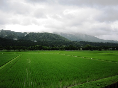 雨にアジサイ_f0077877_1715021.jpg