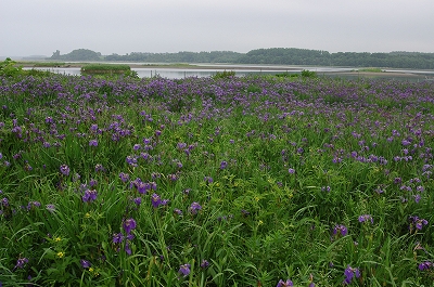 c0212083_083359.jpg
