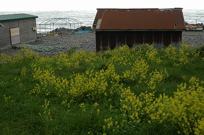 c0212083_2228211.jpg