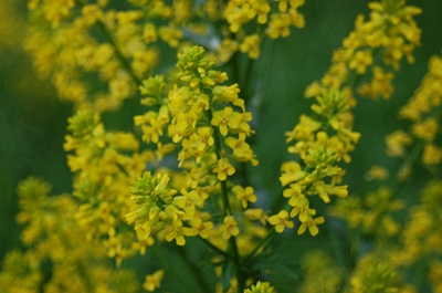 c0212083_22283715.jpg