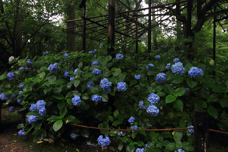 三千院_e0051888_4412978.jpg