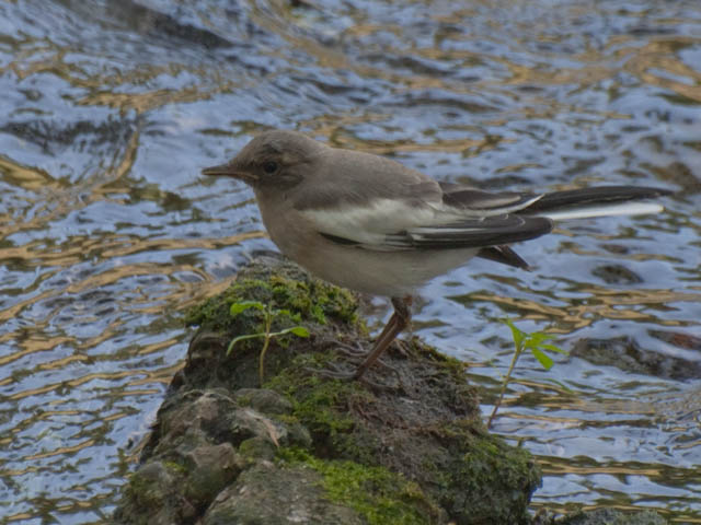 根川緑道　セグロセキレイ_d0146592_120359.jpg