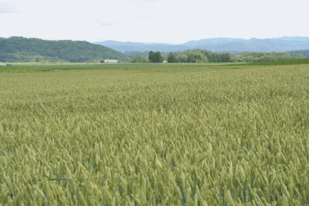 f0146493_12582415.gif