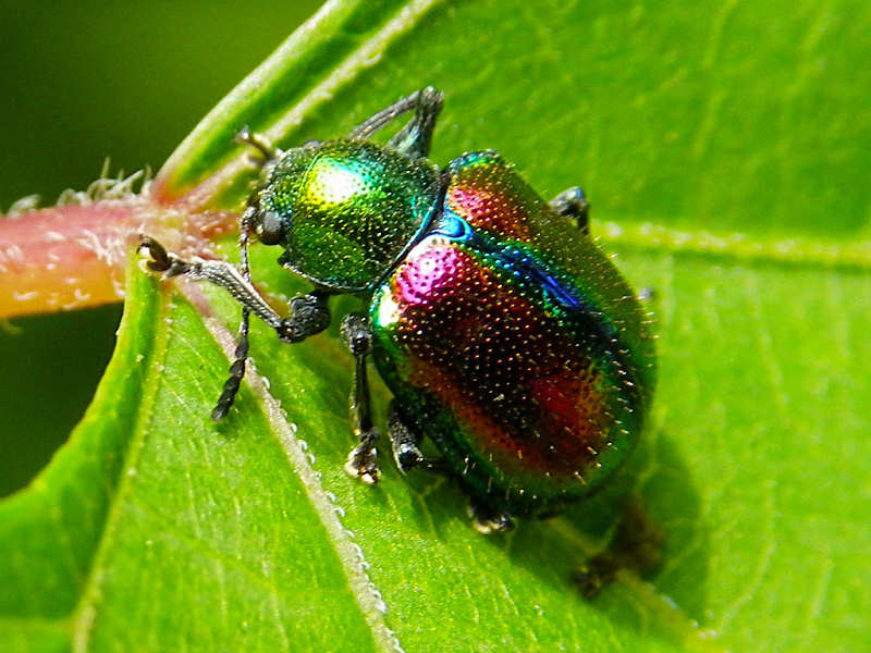 アカガネサルハムシ（舞鶴公園 2010/06/19撮影）_f0204094_16173618.jpg