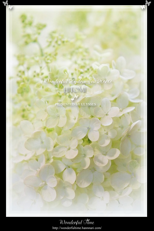 ☆～Wonderful Hydrangea 2010　♪　HITOMI～☆_a0108795_0101612.jpg