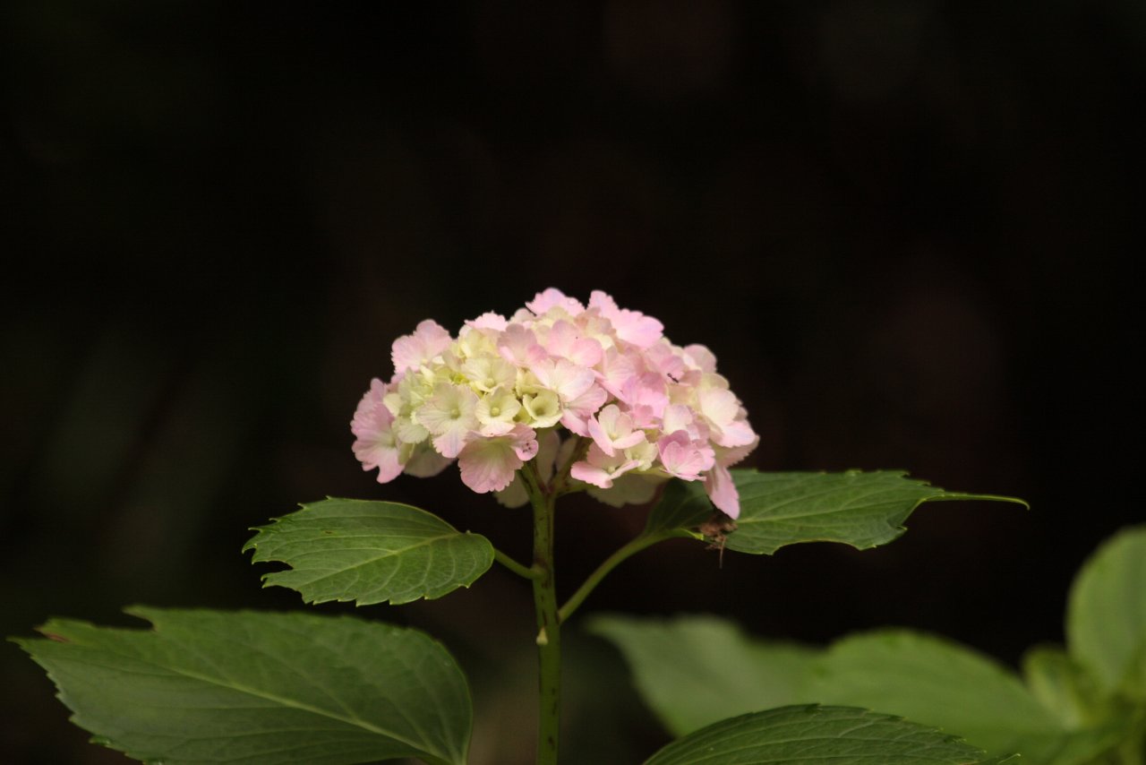 【2010年ルリ男公園周辺の紫陽花（３）】_e0167295_2221749.jpg