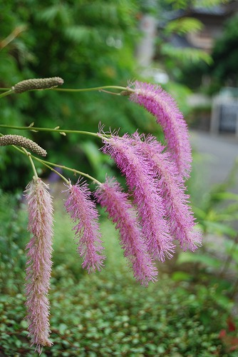 c0124100_2110336.jpg