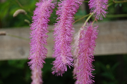 c0124100_21105493.jpg