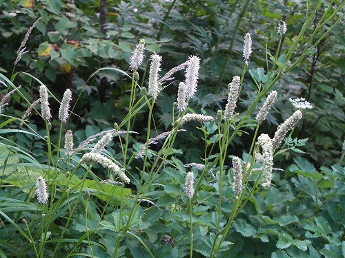 c0124100_21123950.jpg