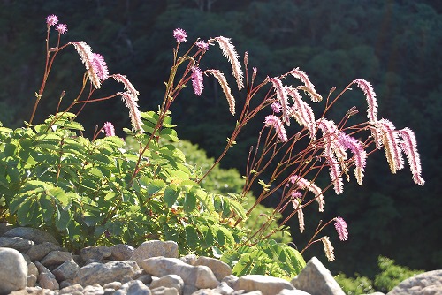 c0124100_2112891.jpg