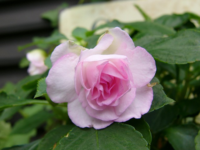 a0123003_1026096.jpg