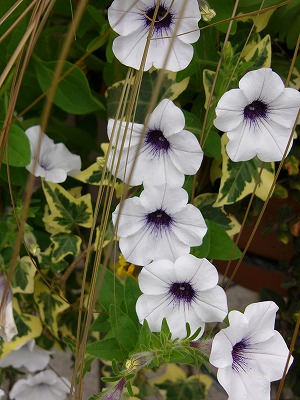 鉢植えのお花達　と　多肉ちゃん♪_a0123003_10391456.jpg