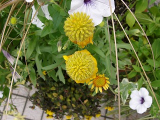 鉢植えのお花達　と　多肉ちゃん♪_a0123003_10534476.jpg