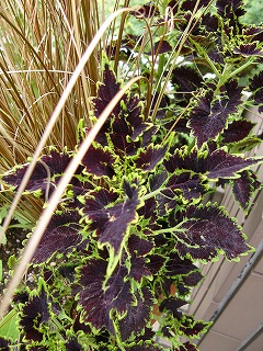 鉢植えのお花達　と　多肉ちゃん♪_a0123003_1110239.jpg