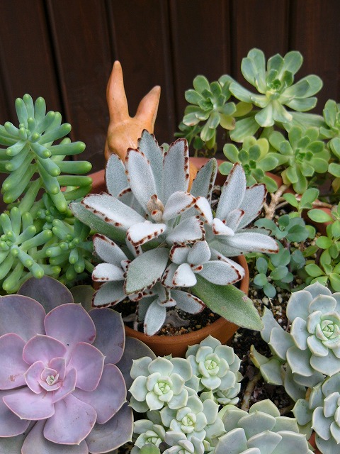 a0123003_1111666.jpg