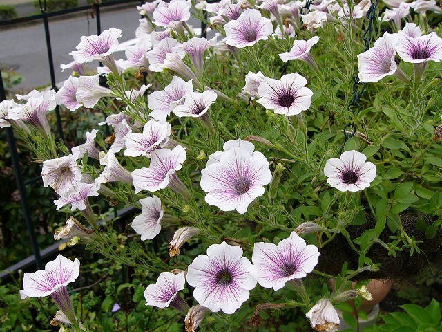 a0123003_11161383.jpg