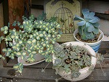 a0123003_1165290.jpg