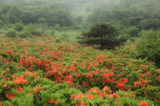 霧ヶ峰高原_b0058608_21583158.jpg