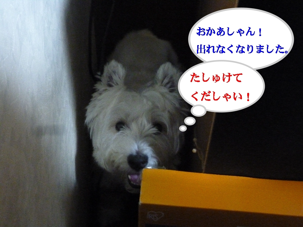 a0161111_15233371.jpg