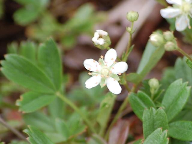 e0126318_20192524.jpg