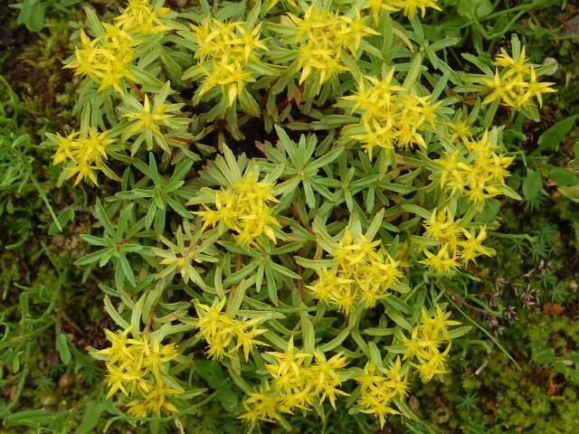細葉の麒麟草 ホソバノキリンソウ 花の仲間調べ