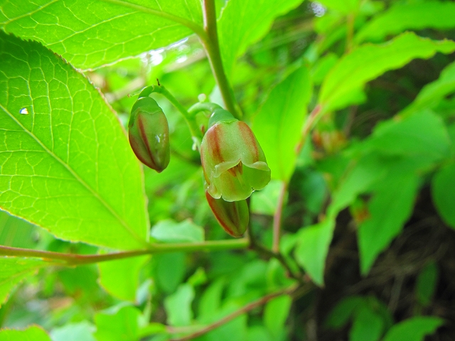 7月3日（土）　白根山（草津）の花達♪_b0097836_10572227.jpg