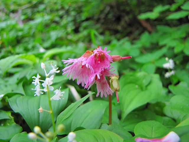 7月3日（土）　白根山（草津）の花達♪_b0097836_1104116.jpg