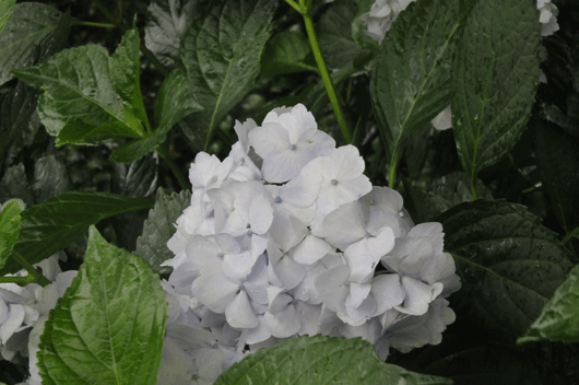 紫陽花(2)_c0093046_6594649.gif