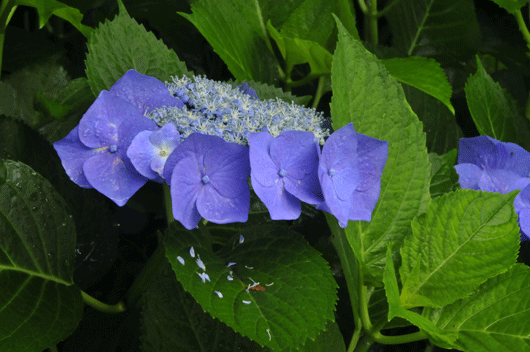 紫陽花(2)_c0093046_70473.gif