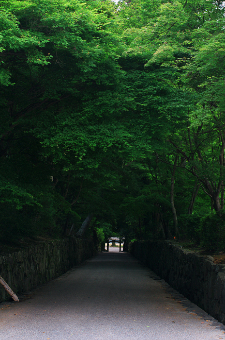 サツキと新緑の興聖寺（宇治）_f0155048_0143870.jpg