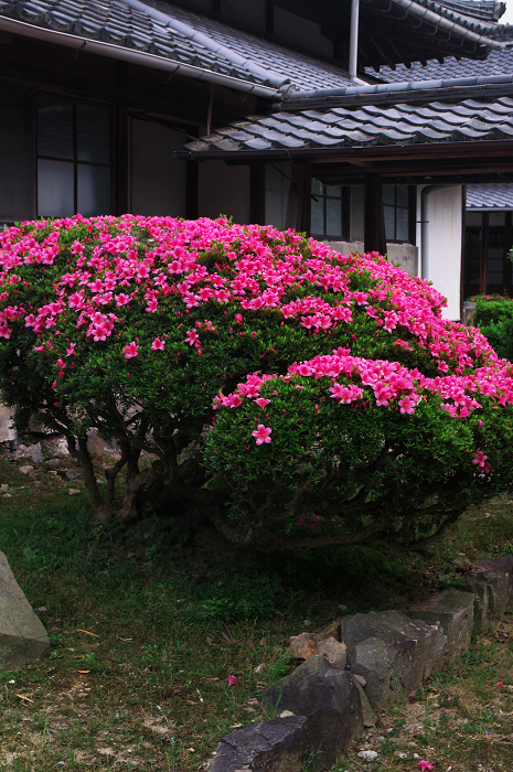 サツキと新緑の興聖寺（宇治）_f0155048_0162132.jpg