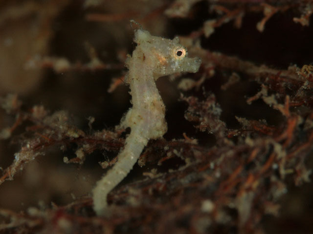 ハナタツ_b0156853_2061157.jpg