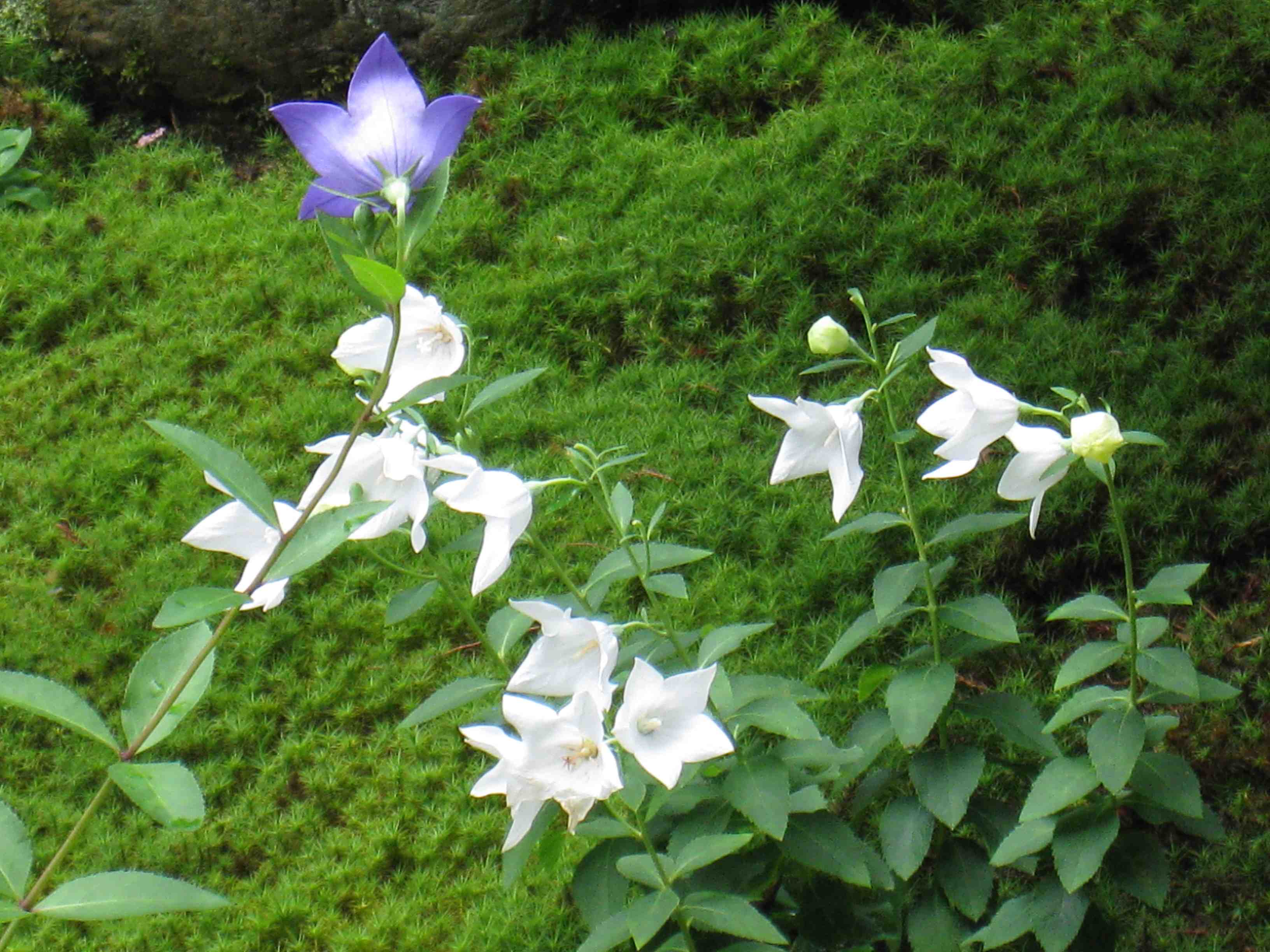 f0233356_1740780.jpg