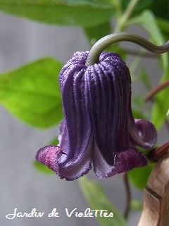 e0118257_11241116.jpg