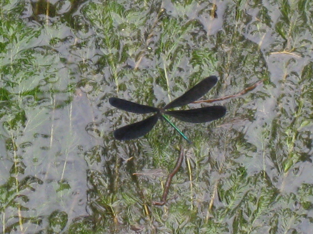 c0185858_1145105.jpg