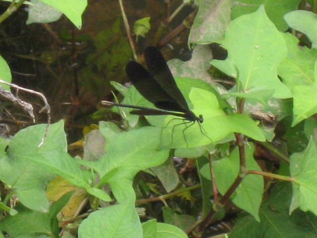 c0185858_11453995.jpg