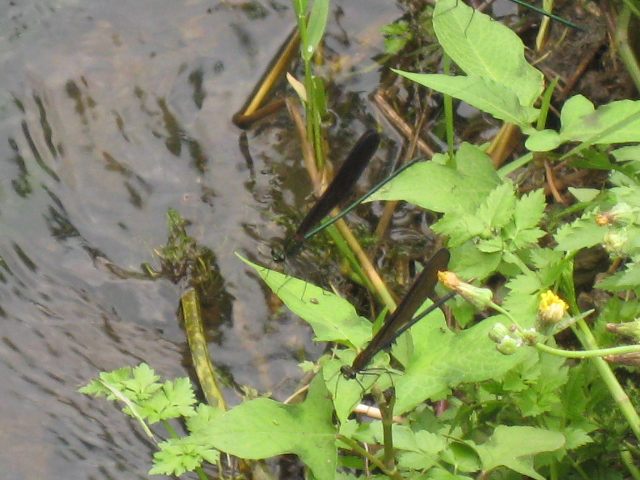 c0185858_11461145.jpg