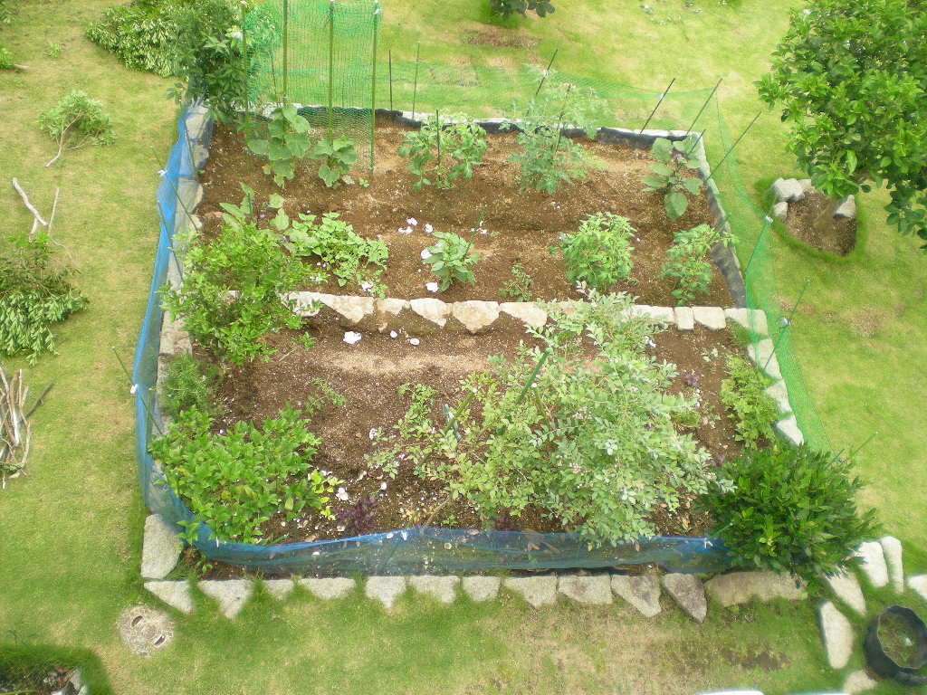2010年7月5日(月)庭をすっきり!_f0060461_9294060.jpg