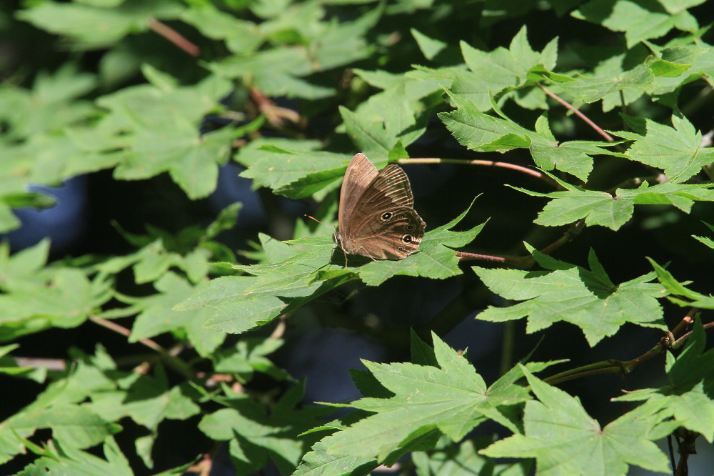 初夏の群馬探蝶記① 群馬の高所はYODAのお庭 2010.7.4その1_a0146869_6415474.jpg