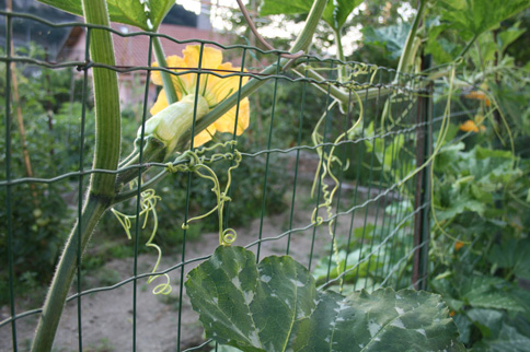 かぼちゃの花の詰め物 北イタリア自然派生活 かぼちゃの花の詰め物 北イタリア自然派生活