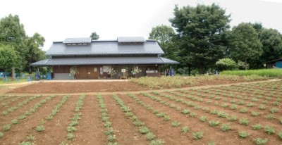 ニイニイゼミ、チョウトンボ＠昭和記念公園_c0112172_1244653.jpg