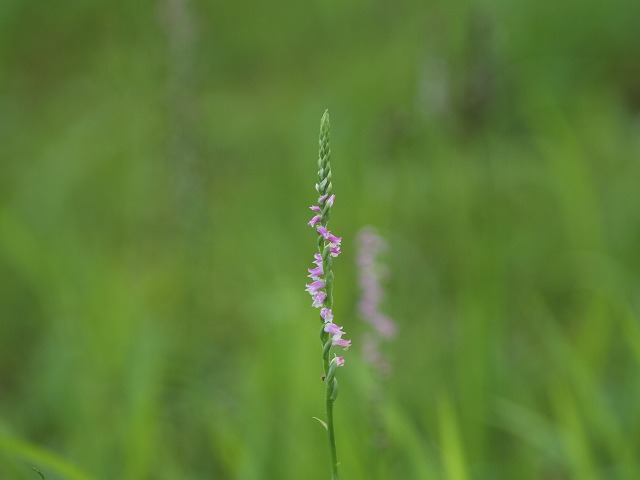 ネジバナ 捩花 の花 自然風の自然風だより